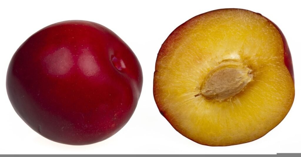 Can Rabbits Eat Plums 