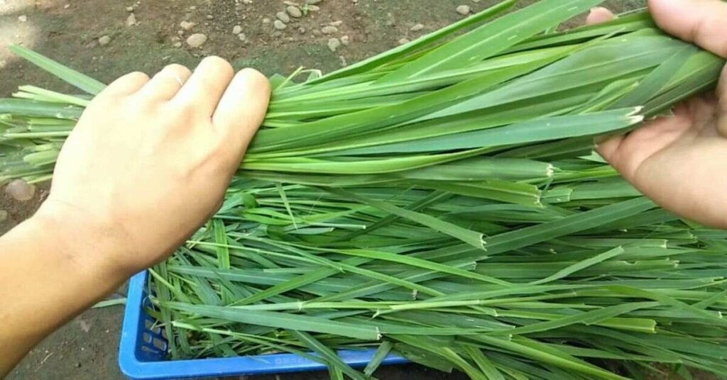 Can Rabbits Eat Grass 