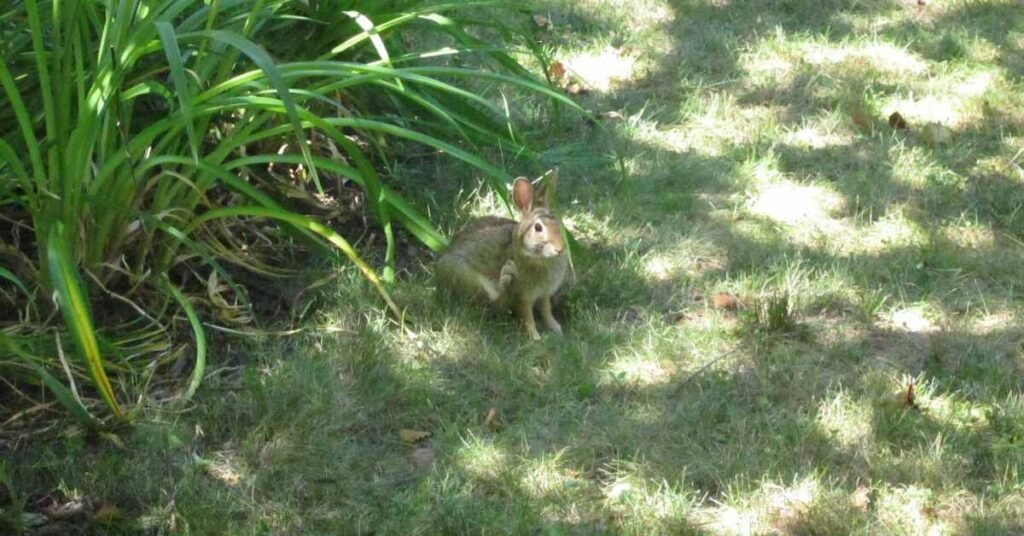 Can Rabbits Eat Grass 