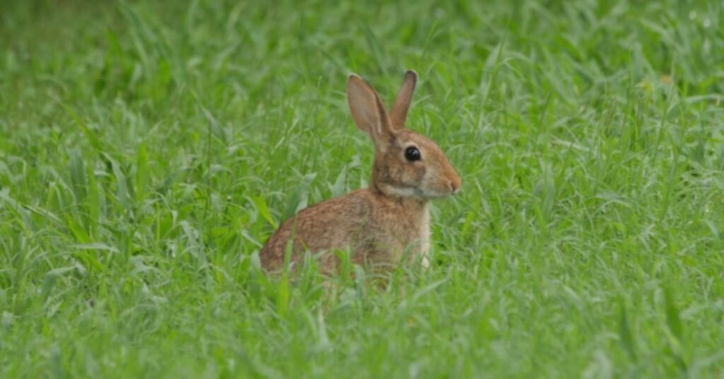 Can Rabbits Eat Grass 