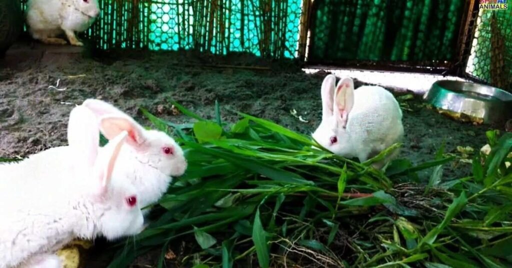 Can Rabbits Eat Grass 