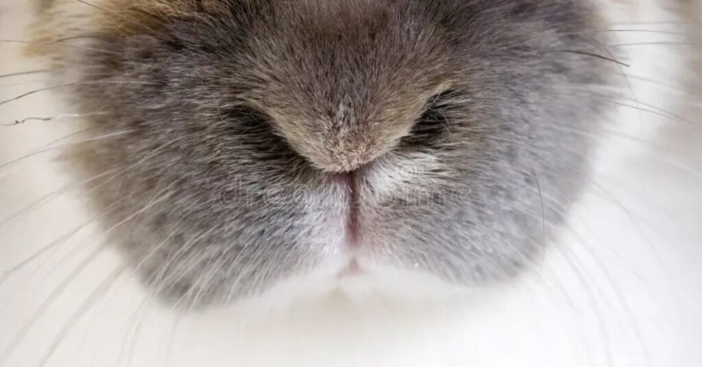 Rabbit Nose 