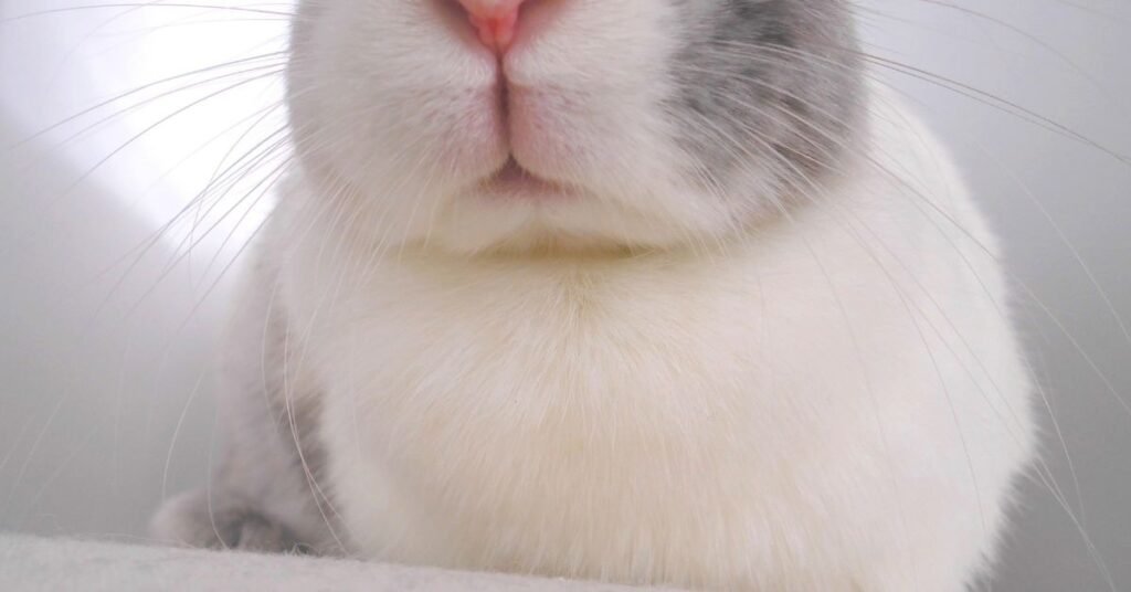 Rabbit Nose 