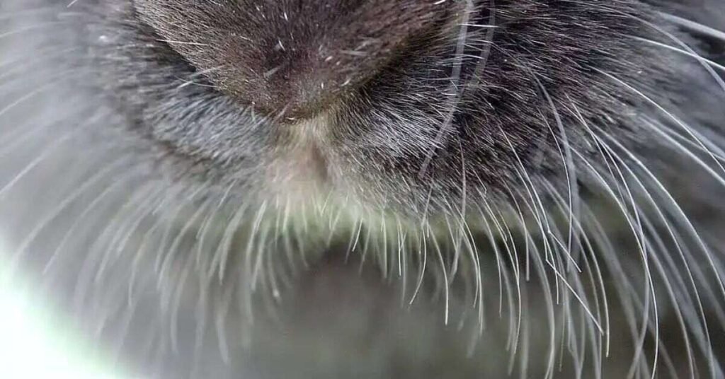 Rabbit Nose 