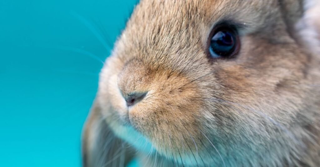 Rabbit Nose 