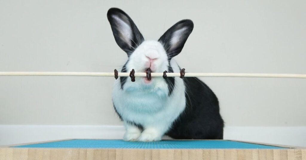 Can Rabbits Eat Raisins 