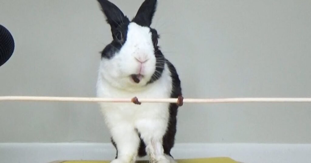 Can Rabbits Eat Raisins 