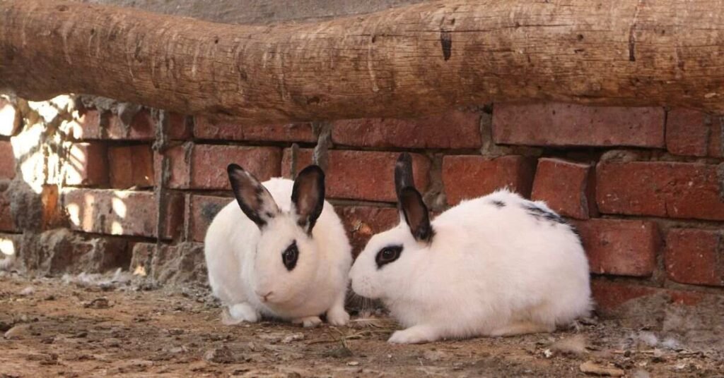 White Rabbit
