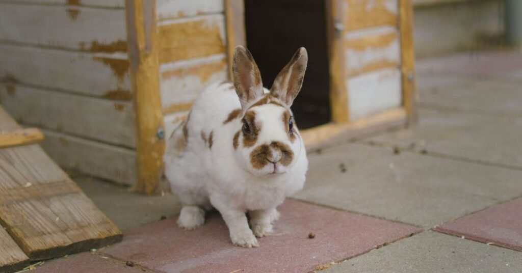Female Rabbit 