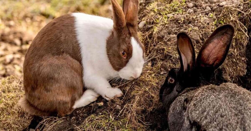 Female Rabbit 