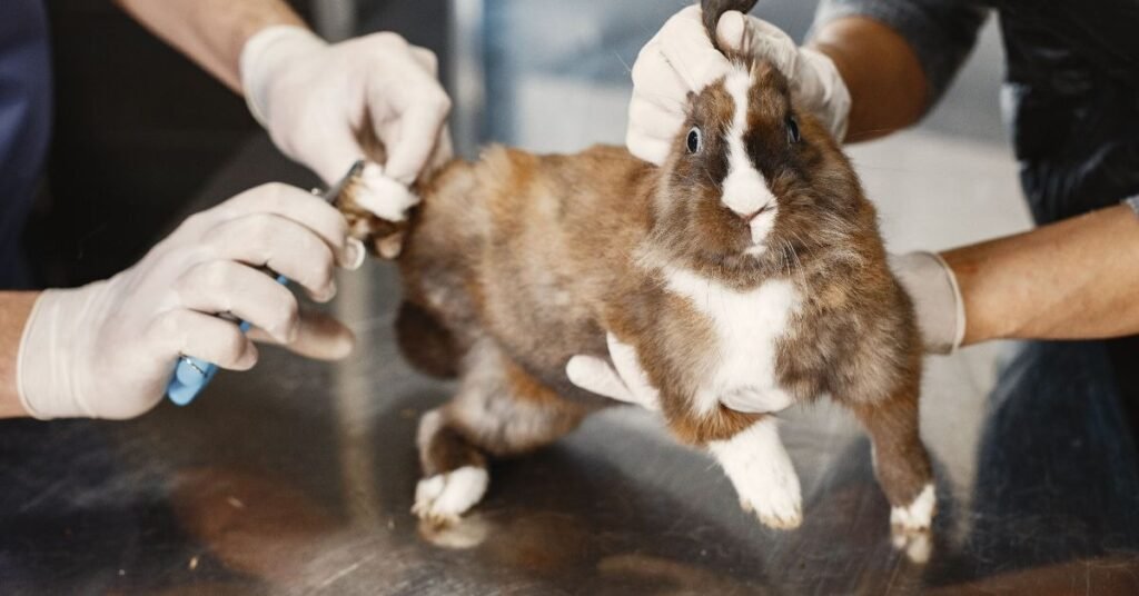 Female Rabbit 