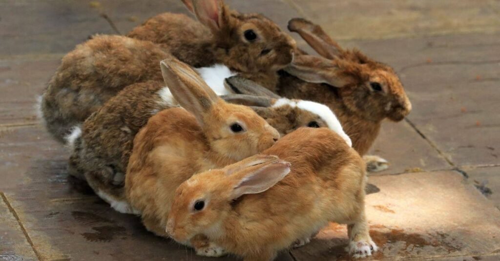 Female Rabbit 