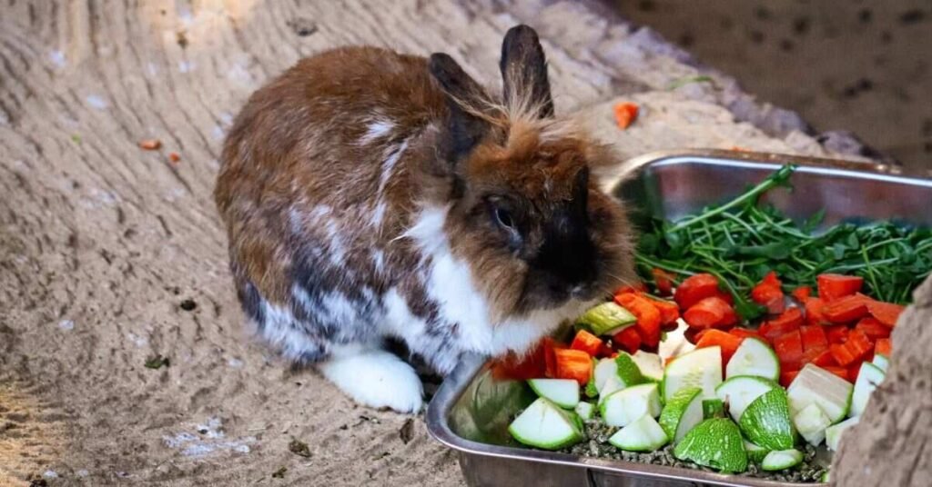 Female Rabbit 